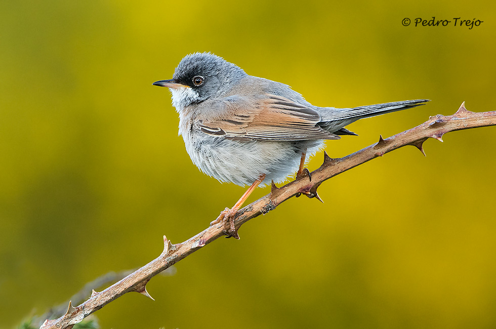 Curruca tomillera (Sylvia conspicillata)